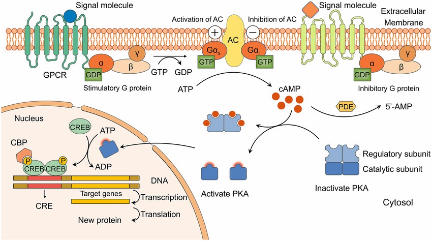 The cAMP/PKA signaling pathway.
